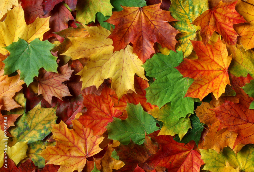 Bunte Herbstblätter vom Ahornbaum