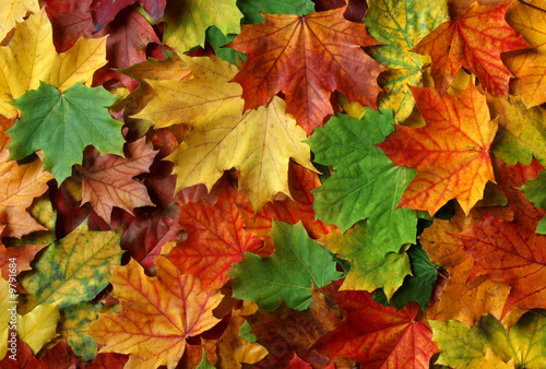 Bunte Herbstblätter vom Ahornbaum