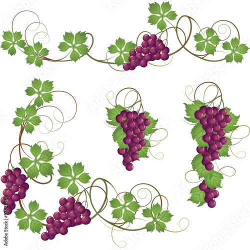 A set of elements from the vine for decoration