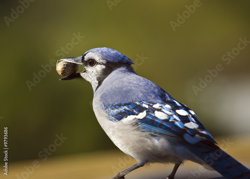 Blue Jay feeding on a peanut