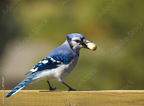 Blue Jay feeding on a peanut
