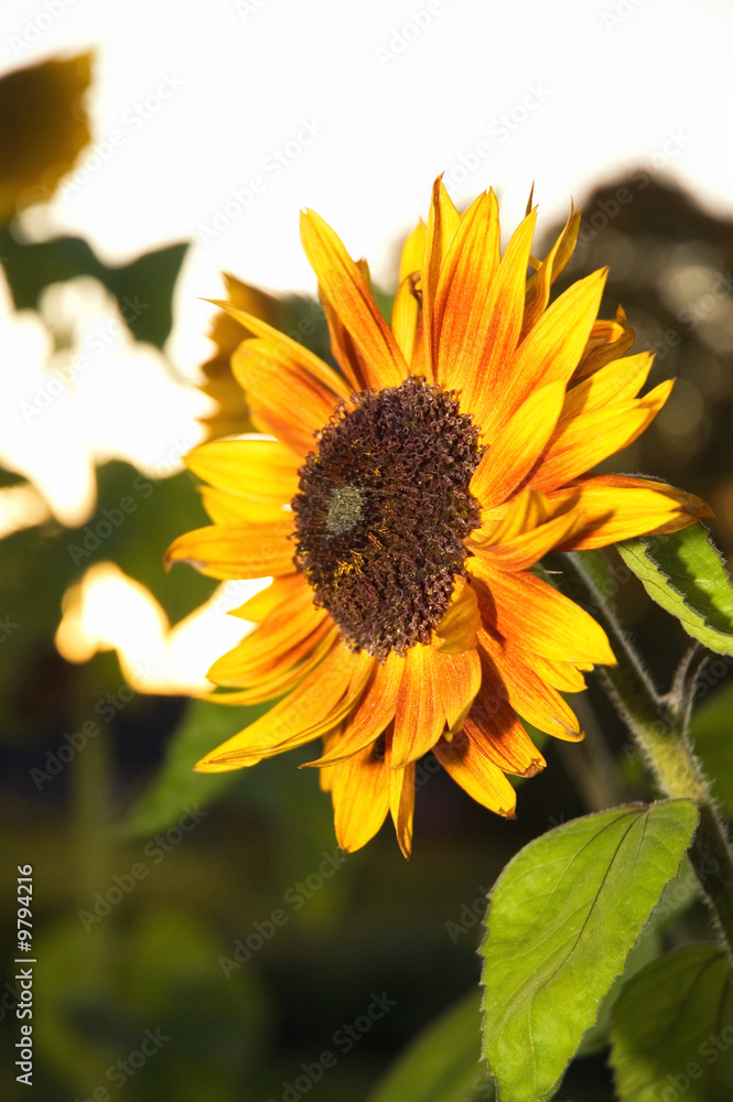Obraz premium Sunflower at the night