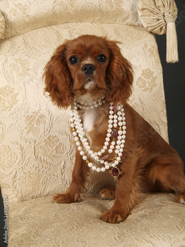 Stock photo of a King Charles Cavalier puppy
