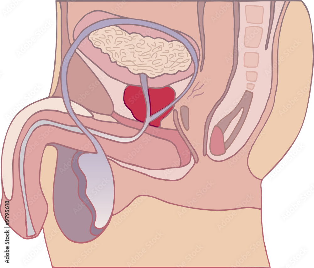 Obraz premium prostate gland