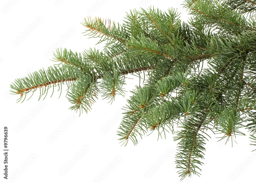 Fir tree branch on a white background.