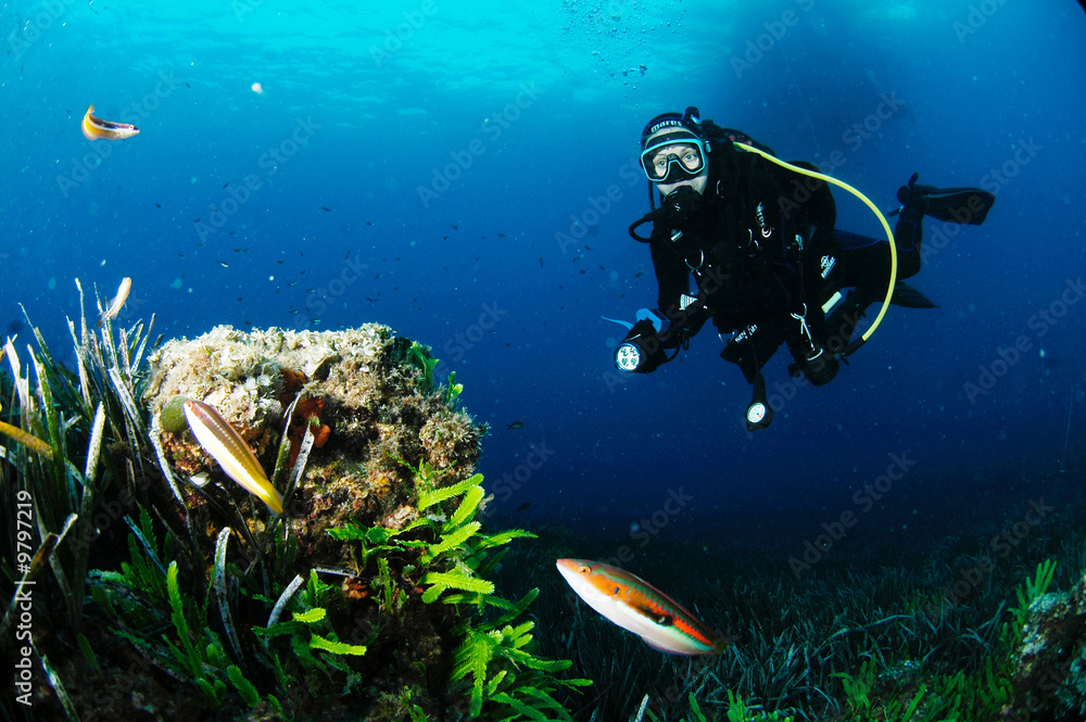 Fototapeta premium girelle et plongeur 2