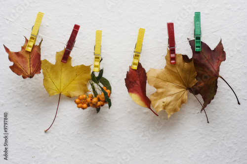 colorful leaves and rowan berries hanging on the string