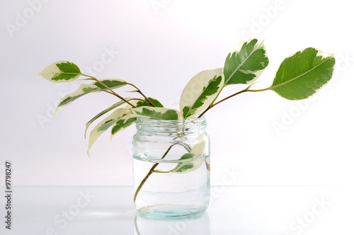 green branch in a jar