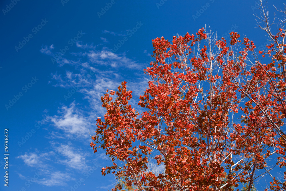 Autumn red maple tree against a deep blue sky with clouds.