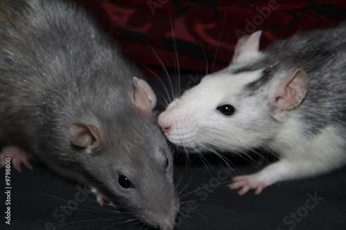 Rats