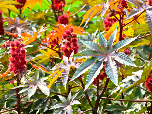 red roun outdoor flower blossom photo