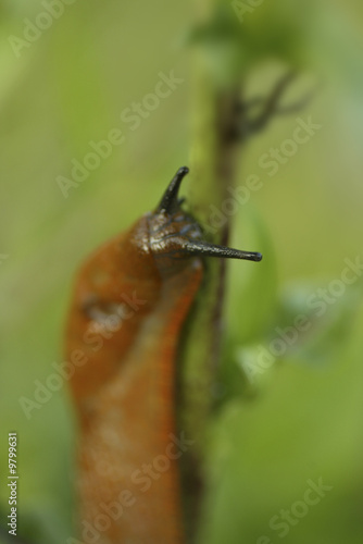 Close-up of a snail.