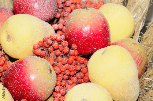 фотографія apple pear and ash-berry covered by hoarfrost