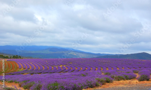 lavenders in a field ready for harvest