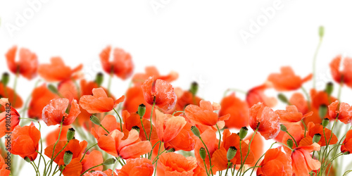 Fototapeta Naklejka Na Ścianę i Meble -  poppy flowers