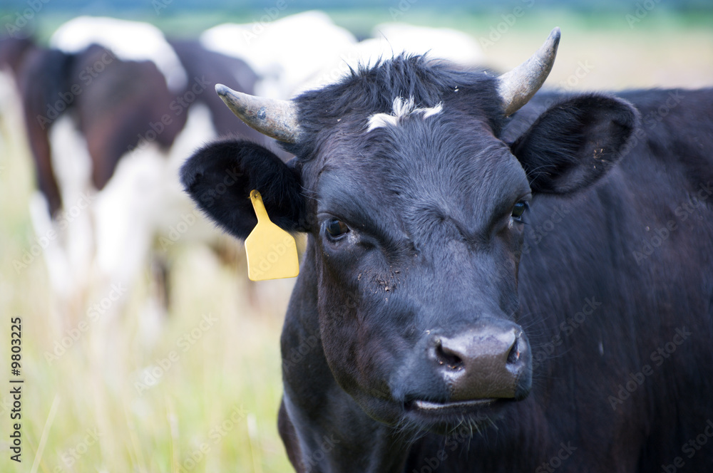 cow cow
