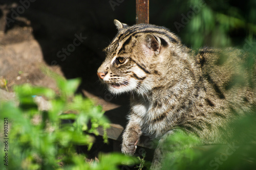 wildcat photo