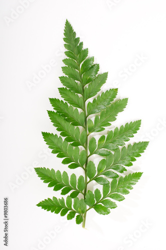 single fern leaf isolated on white