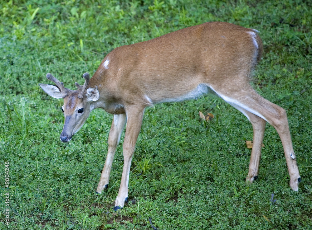 whitetail buck with velvet that's sneaking in whitetail buck with velvet that's sneaking in