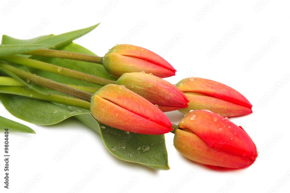 Red spring tulips on white background Red spring tulips on white background