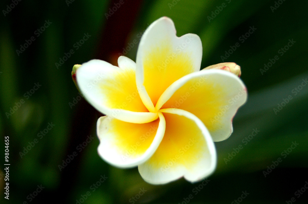 Fototapeta premium fleurlaos