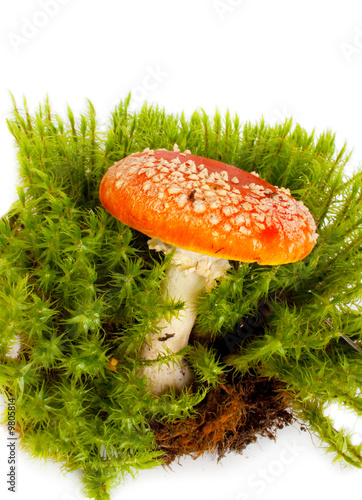 Mushroom a fly-agaric
