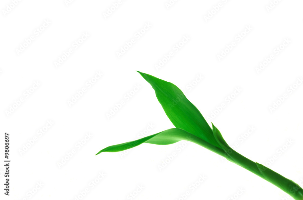 Fototapeta premium Green sprout against the white background