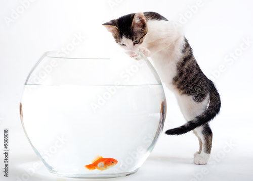 Foto Curious kitten looking at goldfish in fishbowl