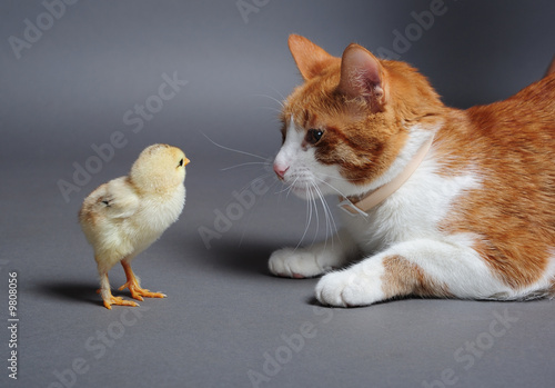 Golden chick and a cat standing face to face photo