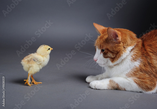 Golden chick and a cat standing face to face