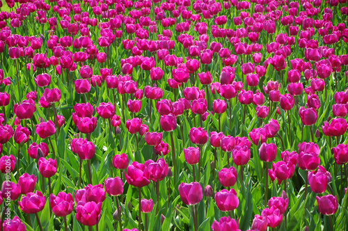 Massif de tulipes violettes