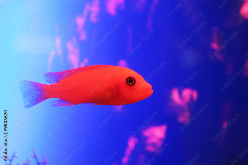 Goldfish Goldfish