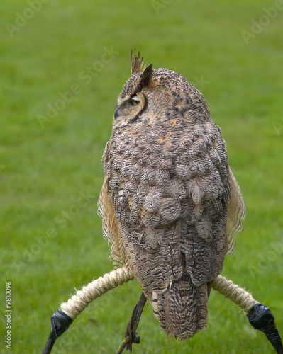 Great horned owl on grass background photo