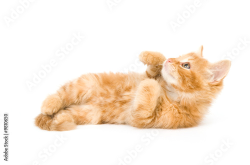 A yellow kitten laying down on a white background