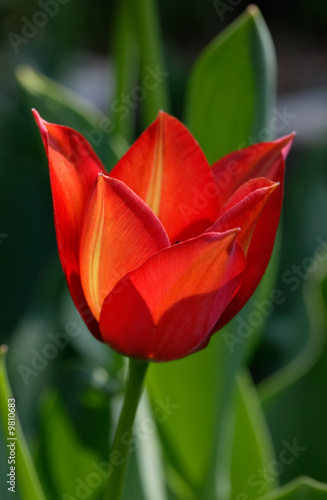 Red tulip blossom