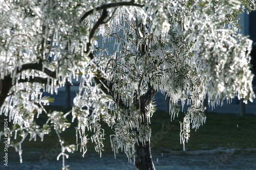 Frozen Tree photo