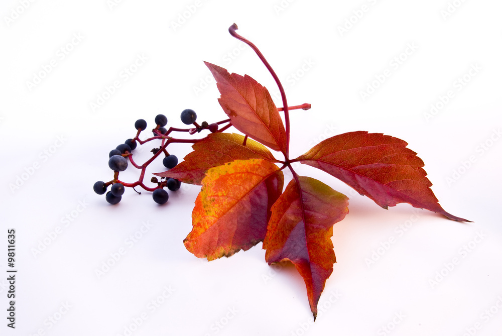 Herbst 081008 006
