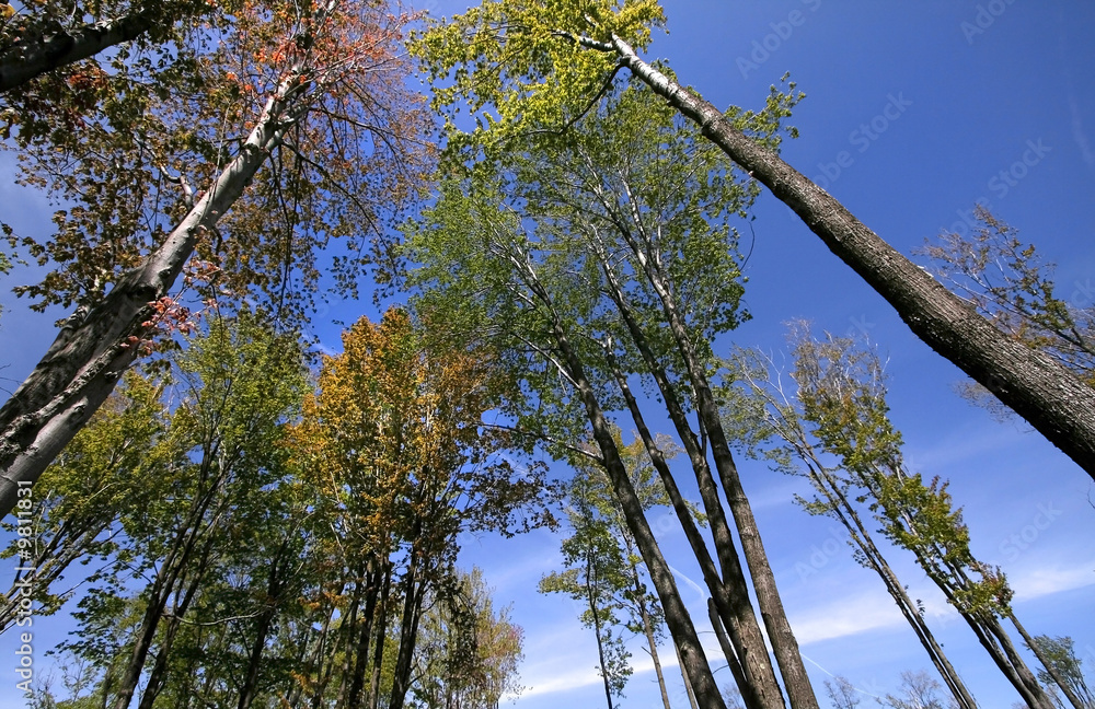 Fototapeta premium Tall Autumn Trees