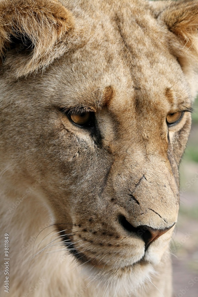 Obraz premium Close up of a beautiful lioness with scars on her nose