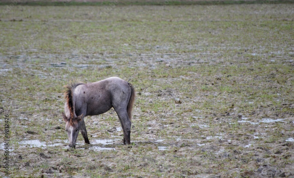 Fototapeta premium Un poulin, en liberté