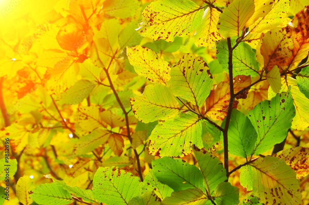 autumn leaf in beech forest autumn leaf in beech forest