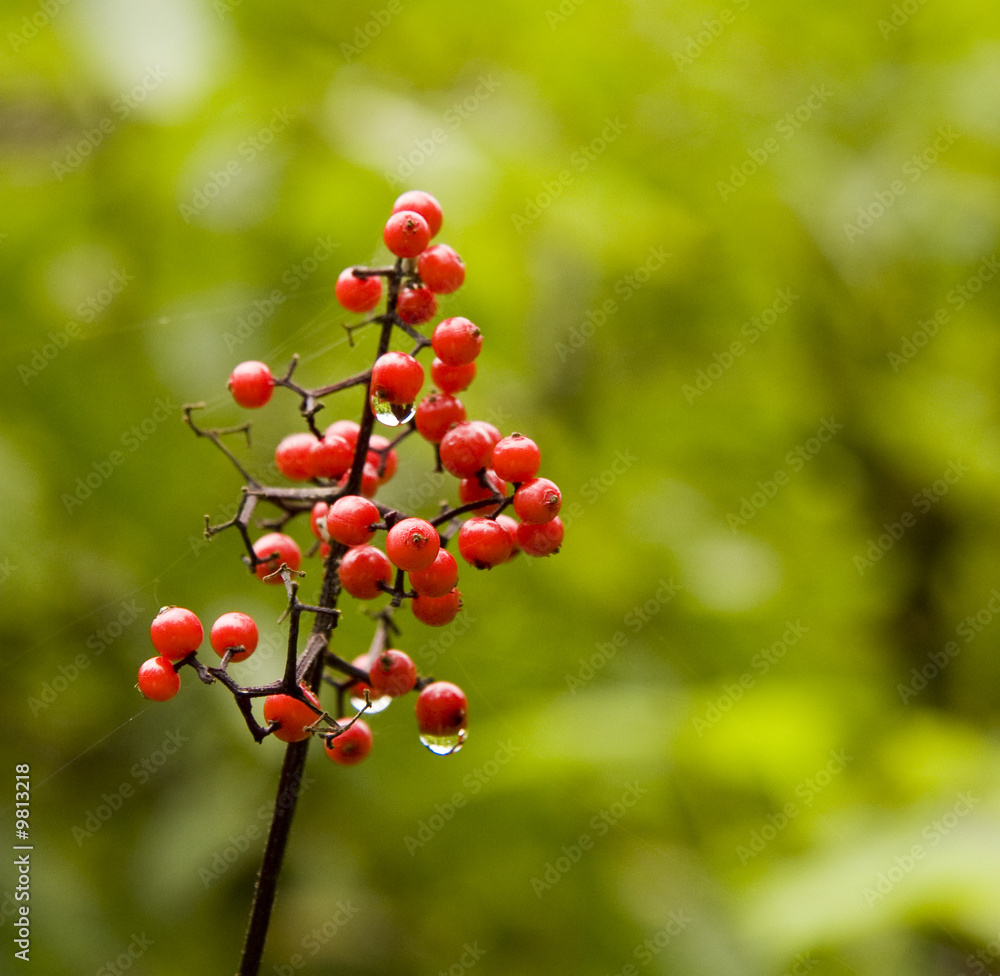 Holly or Pyracantha berries wet with dew on a green background