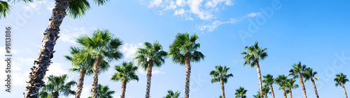 palm trees
