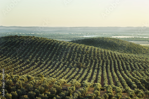 Extensive olive grove in the plains of Alentejo, Portugal.