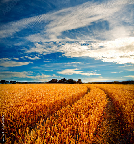 Canvas Print Dramatic view of wheatfields in stormy weather