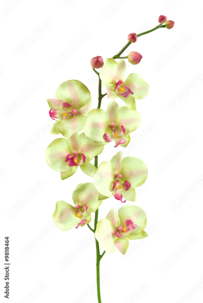 Fototapeta premium An orchid