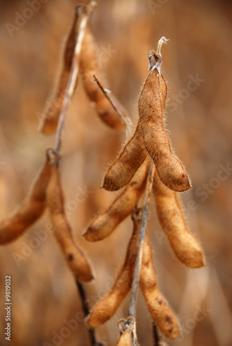 soybean pod in a field ready to be picked