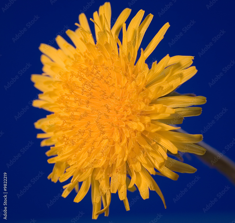 Fototapeta premium dandelion on blue