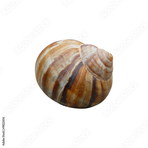 Shell with path isolated on white.