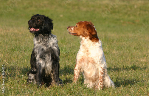 épagneul breton assis en duo à la campagne © Dogs